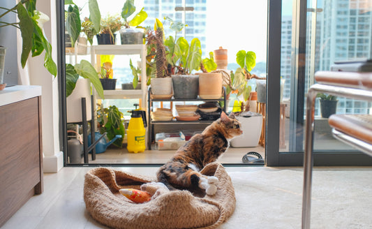 Pet Beds: Comfort Meets Design 🛏️🐶
