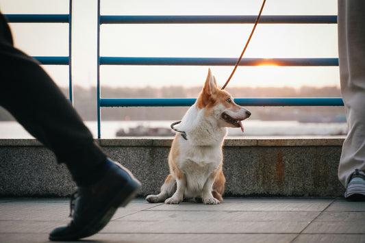 Mental Stimulation for Dogs: Why Boredom Is the New Health Risk