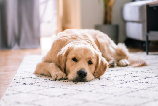 How Chew Toys Support Healthy Dog Behavior