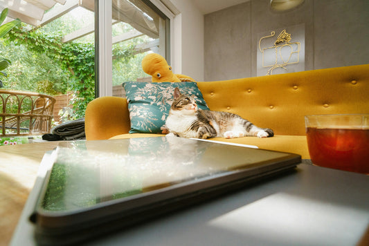 How to Build a Simple and Stylish Dog Corner at Home
