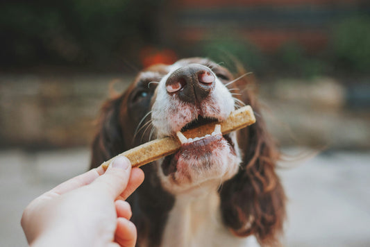 10 Ingredients to Avoid in Pet Treats