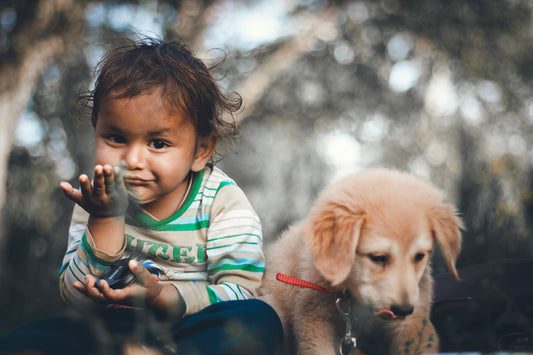 Why Enrichment Toys Are the New Must-Have for Smart Dogs