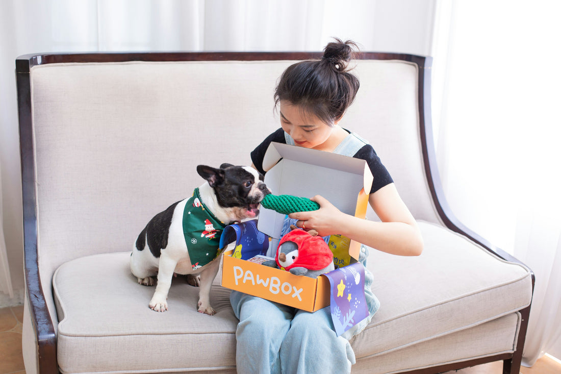 What to Look for in Safe and Durable Dog Products