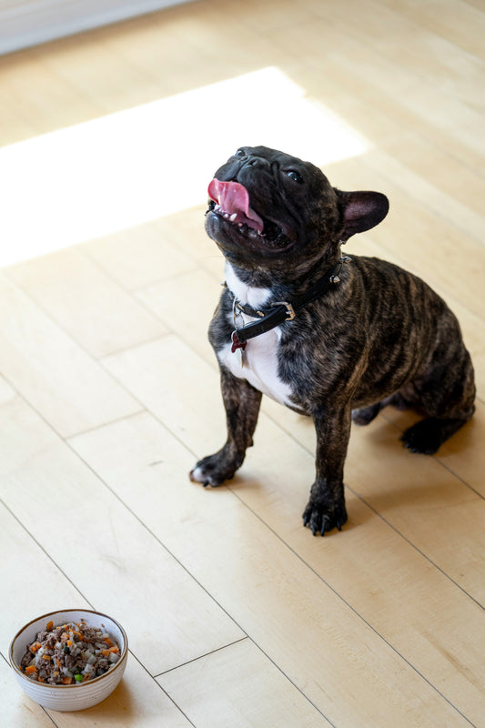 Understanding Your Dog's Body Language