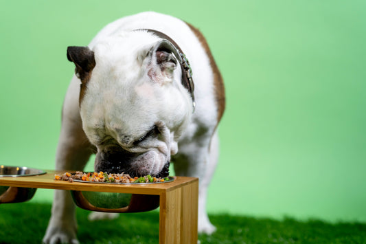 How to Build a Daily Routine for Your Dog