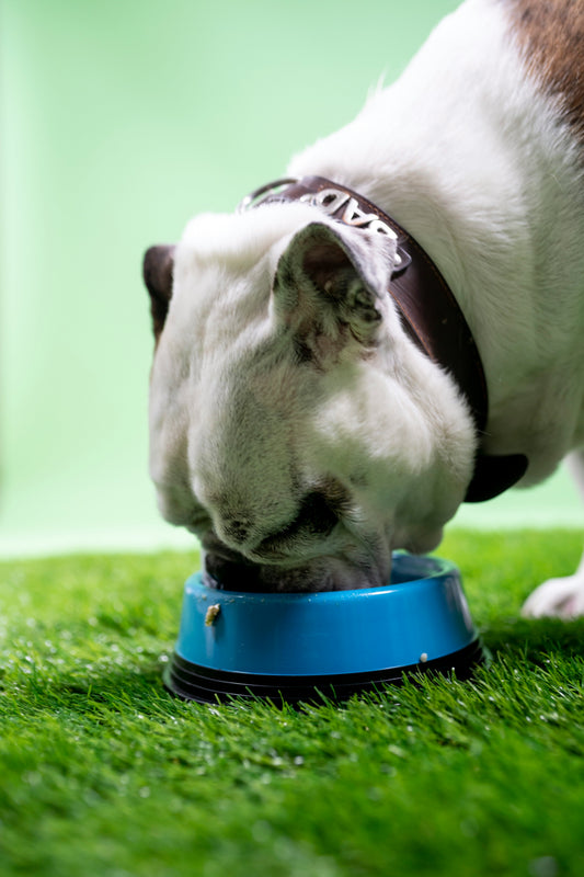 Choosing the Right Dog Bed for Comfort