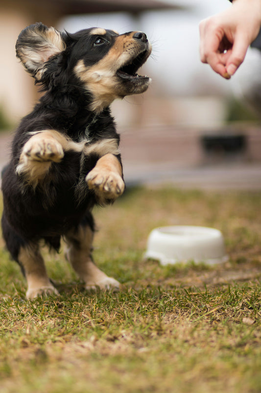 How to Transition Your Dog to a New Food