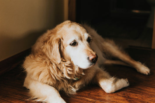 Senior Dog Care: Nutrition for Golden Years 🐕👴
