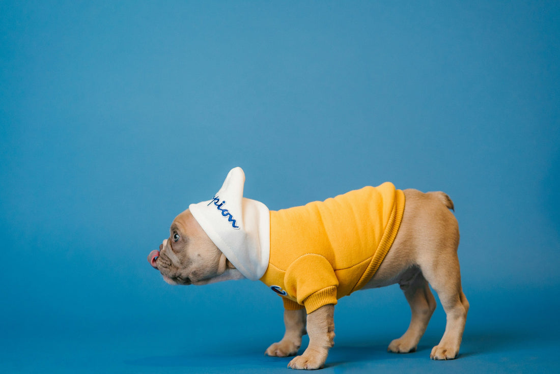 Top Pet Accessories That Sell Out Fast