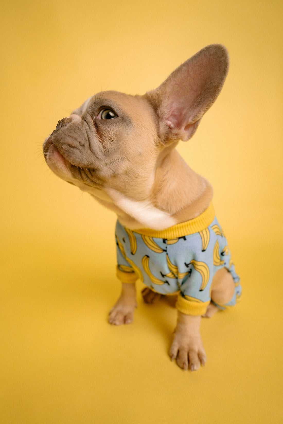 Why Your Dog Needs a No-Pull Harness