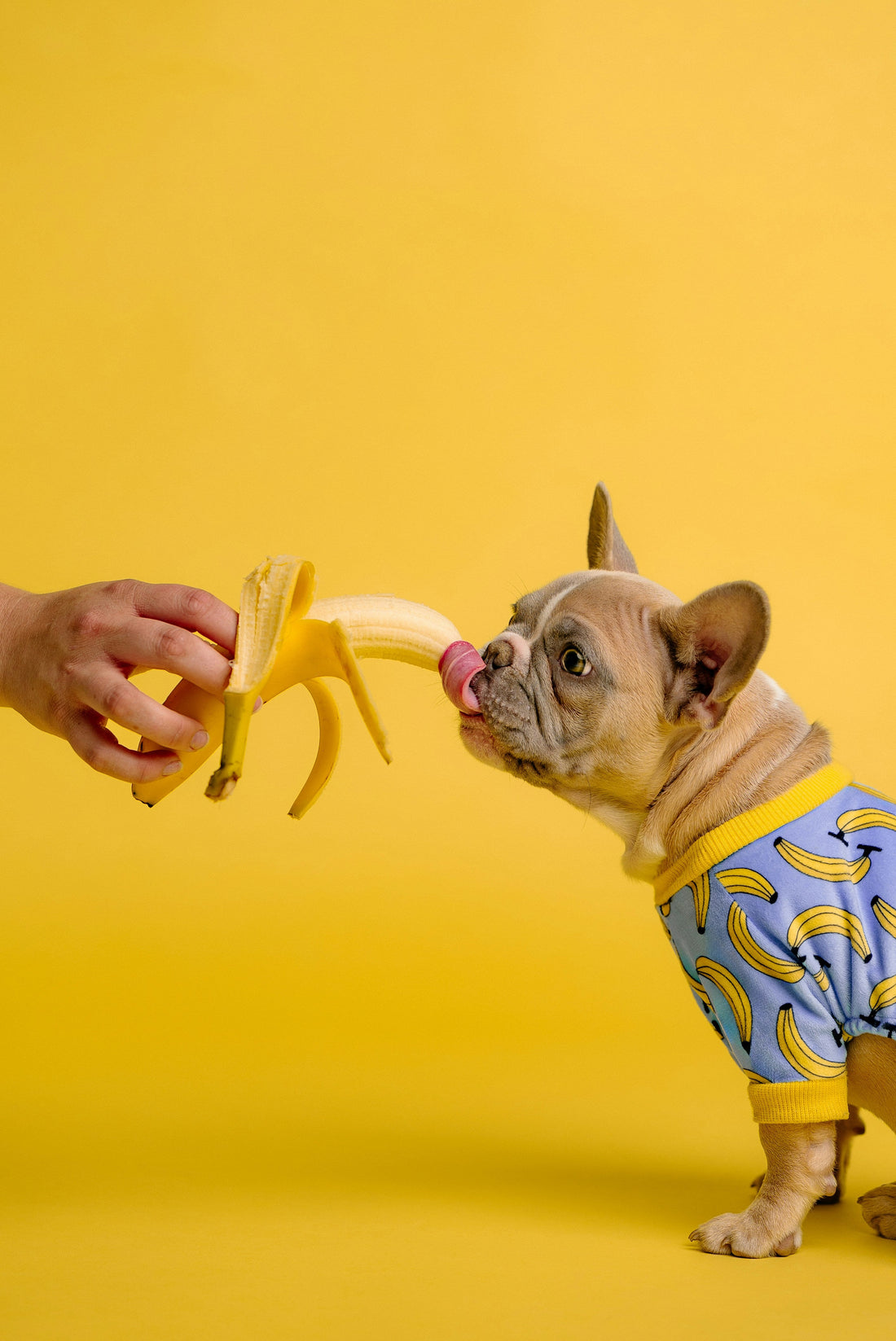 Summer Treat Ideas Your Pet Will Love