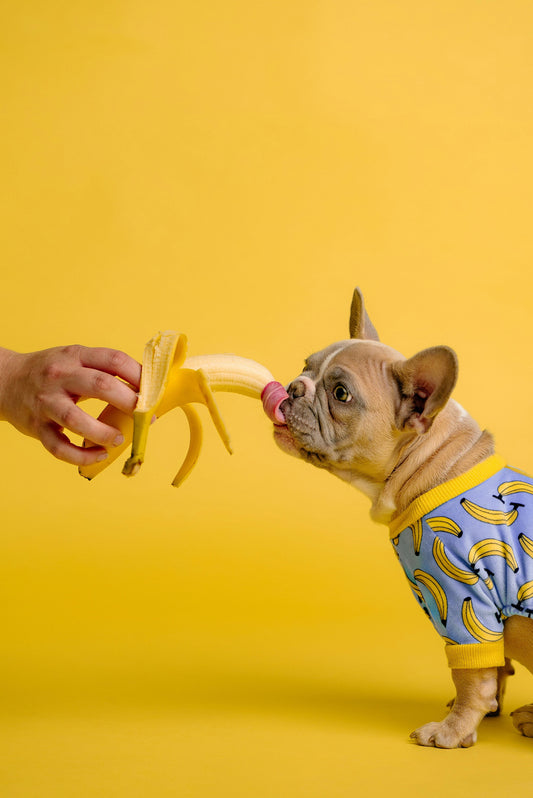 Summer Treat Ideas Your Pet Will Love