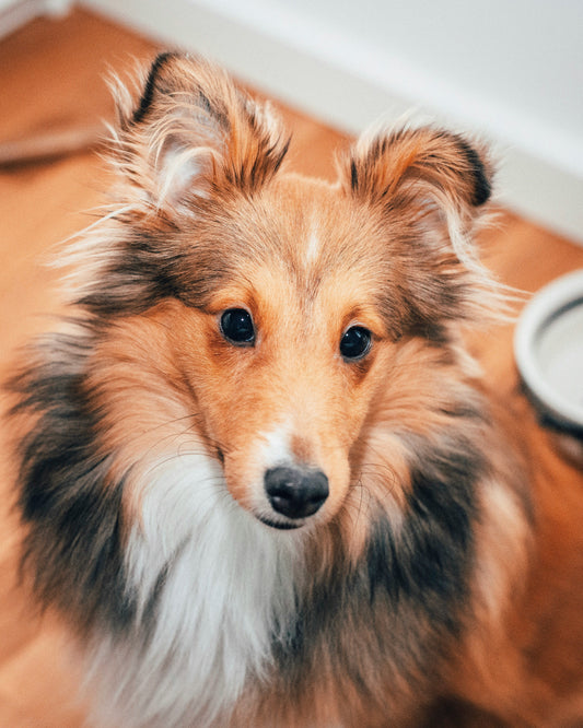 Essential Supplies Every New Dog Owner Needs