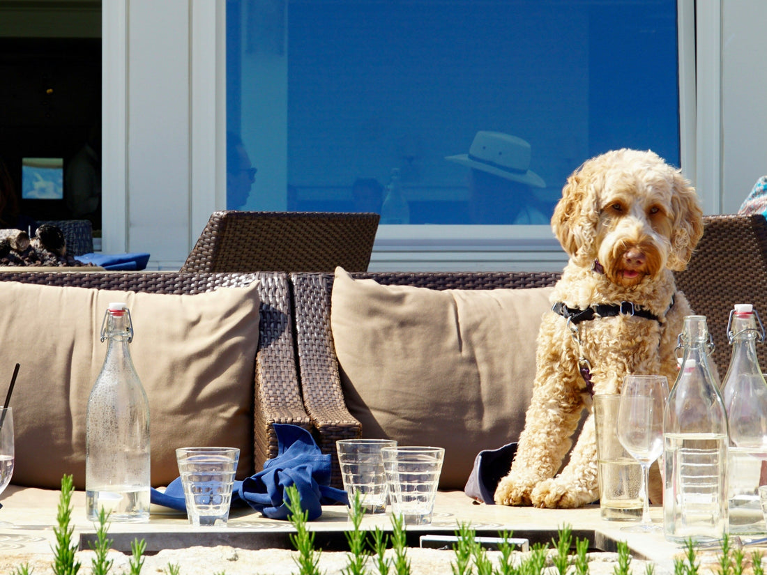 Products That Make Life Easier for Dogs and Humans