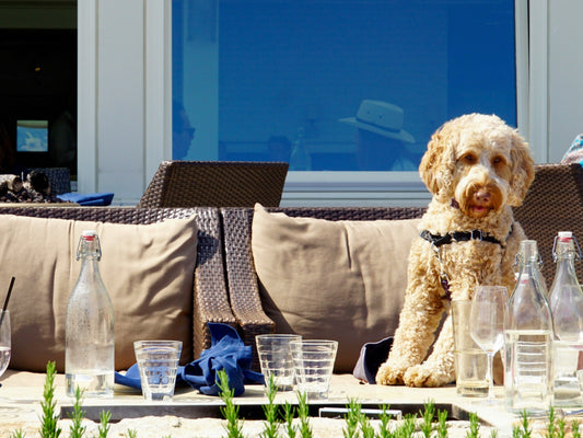 Products That Make Life Easier for Dogs and Humans
