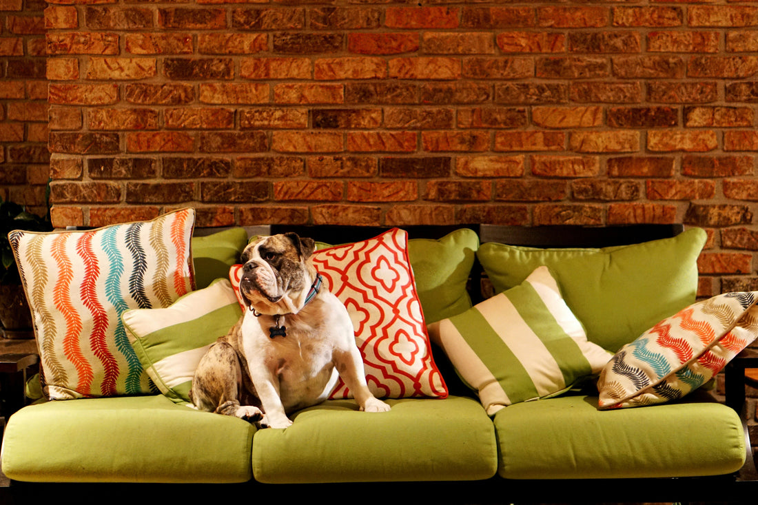 Pet-Friendly Homes: Designing with Love 🏡🐕
