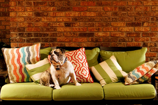 Pet-Friendly Homes: Designing with Love 🏡🐕