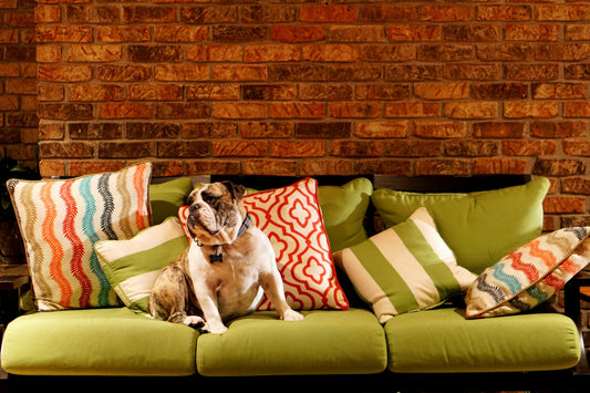Creating a Better Everyday Life for Dogs — The UrbanTails Way