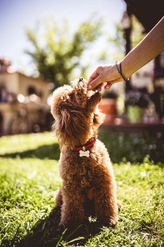 How to Make Your Pet Love Healthy Treats