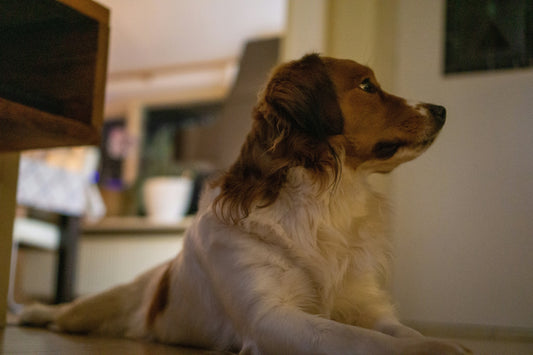 Best Travel Accessories for Dogs on the Go
