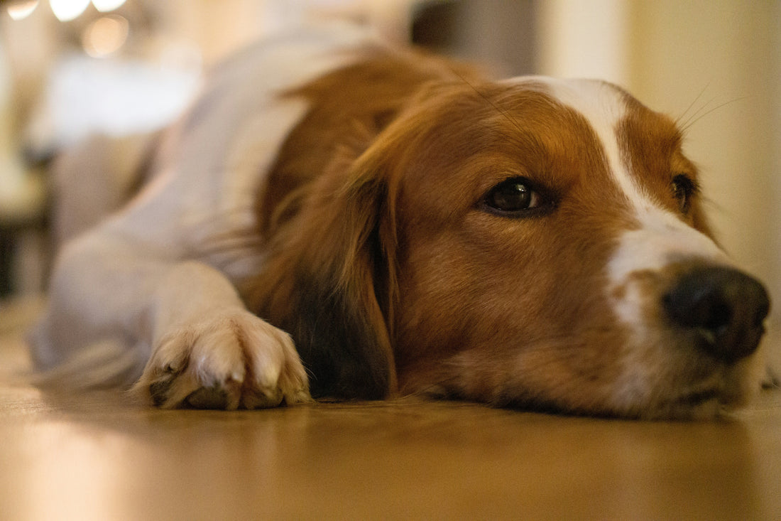The Ultimate Guide to Puppy Essentials