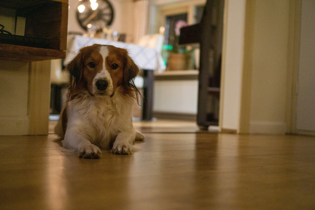 Why Interactive Play Strengthens Your Bond With Pets