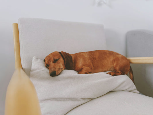 How the Right Dog Bed Can Change Your Dog’s Mood