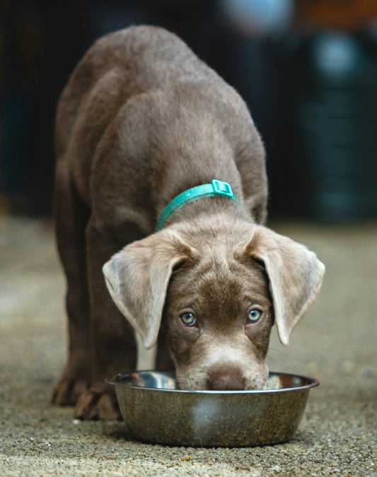 Common Household Items That Can Harm Dogs
