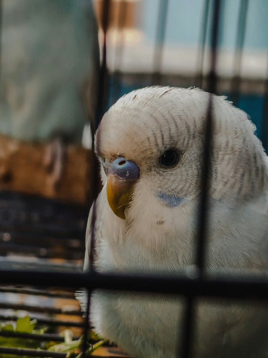 Building a Healthy Environment for Pet Birds