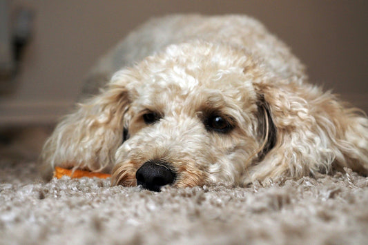 How Interactive Feeders Improve Pet Wellness
