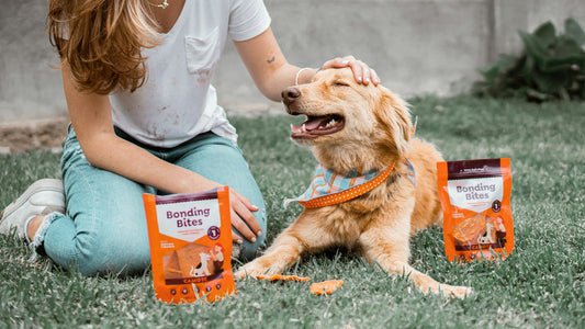 Top Protein-Rich Treats for Active Pets