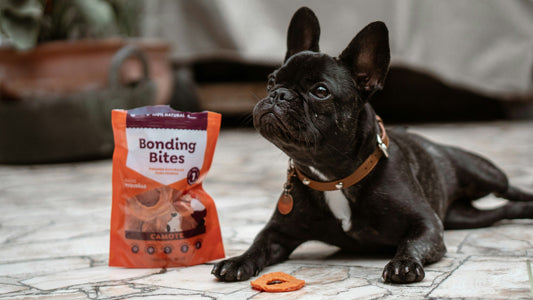How Often Should You Give Your Pet Treats