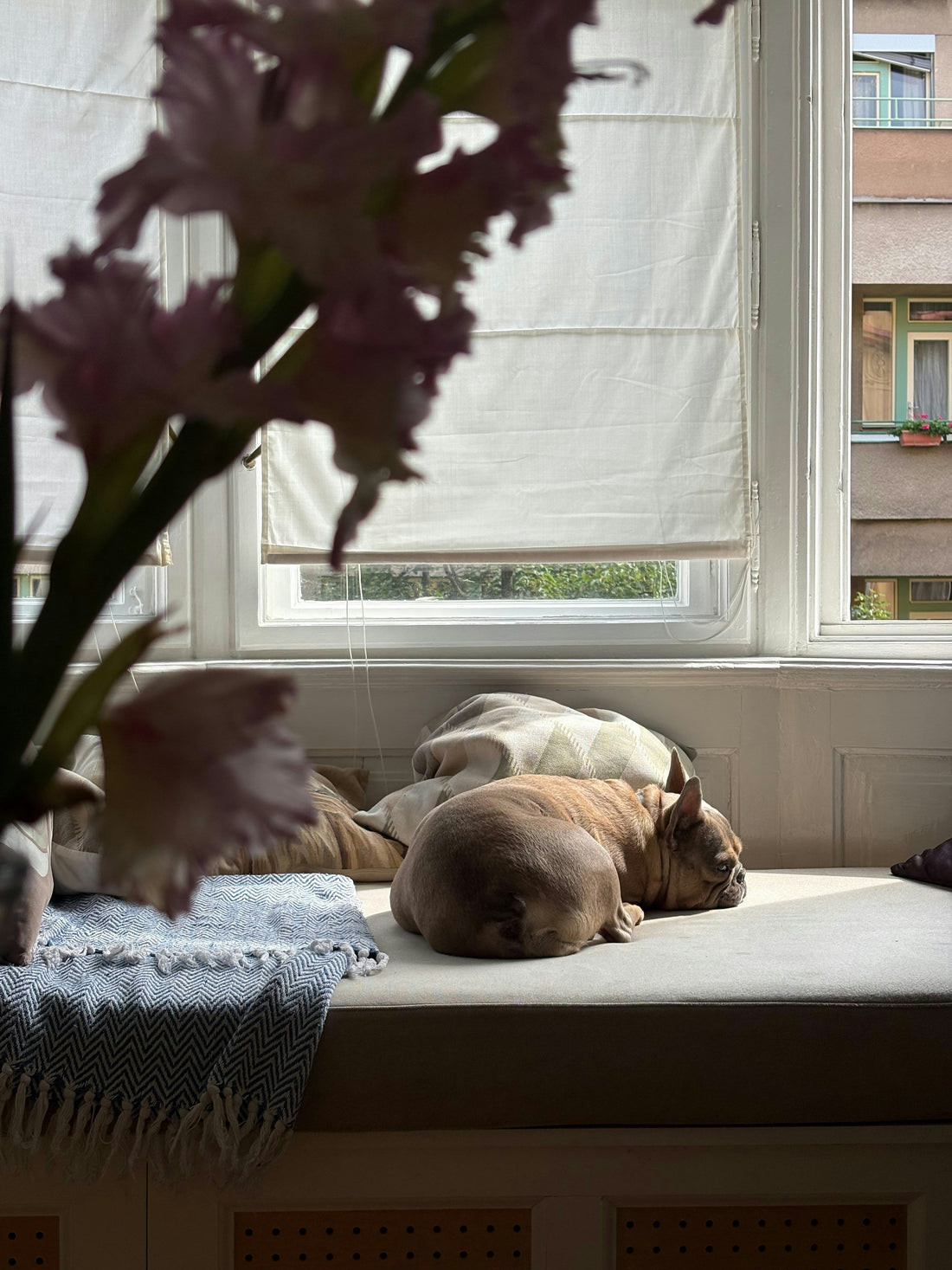 How to Choose the Right Bed for Your Dog’s Sleeping Style
