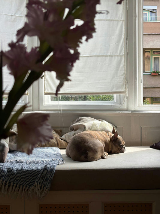 How to Choose the Right Bed for Your Dog’s Sleeping Style
