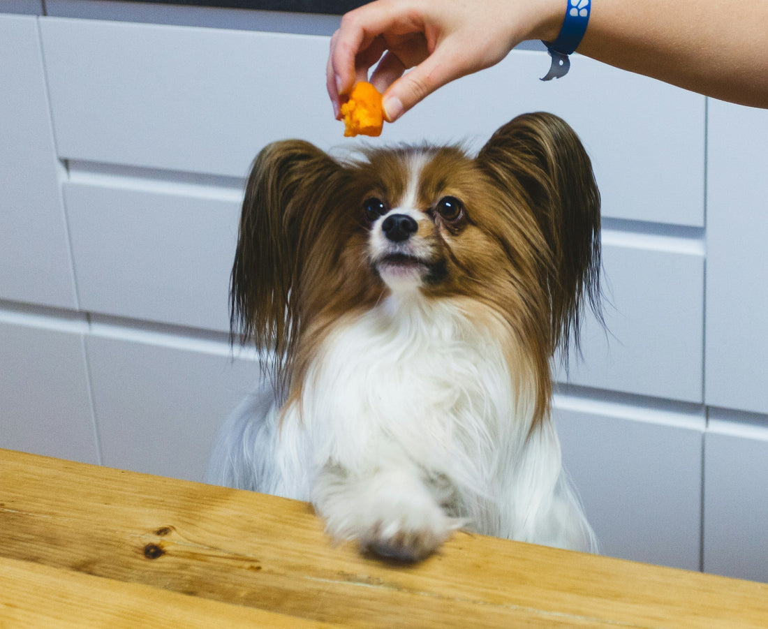 Plant-Based Treats: Healthy Rewards for Modern Pets 🌿🍪