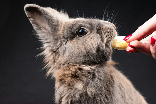 The Ultimate Pet Treat Checklist