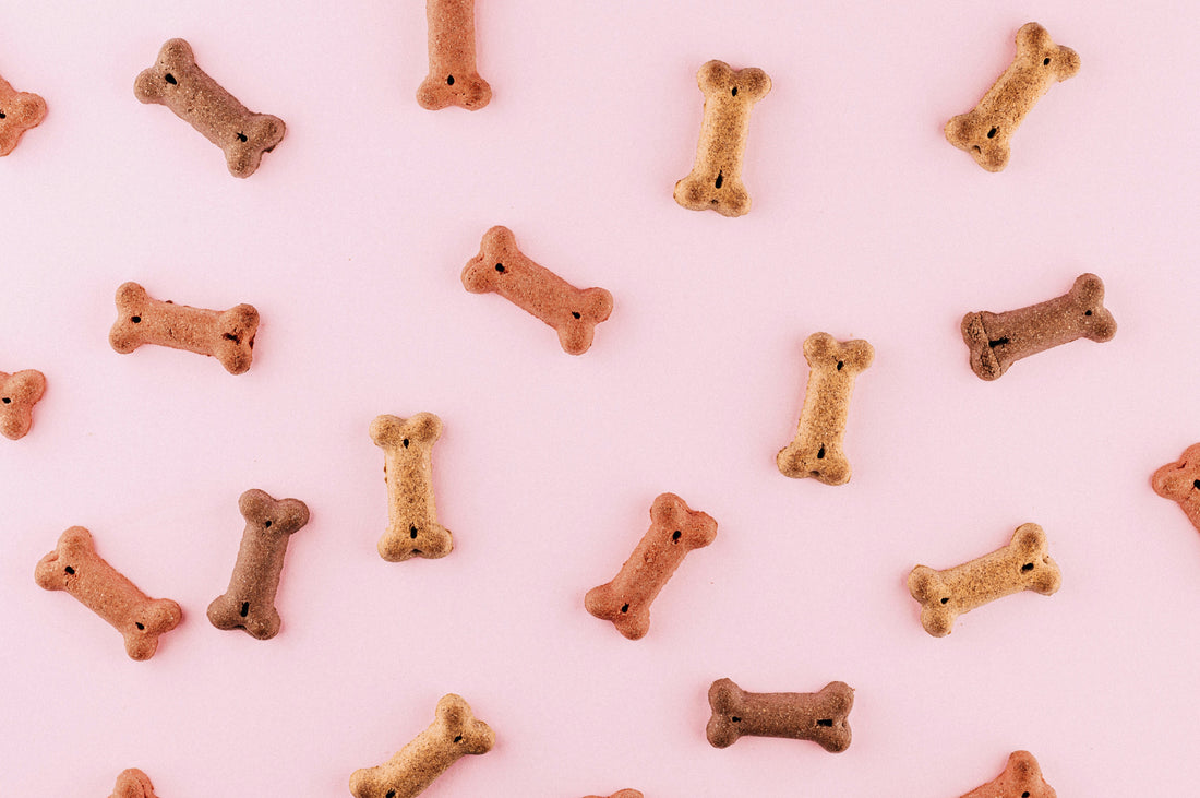 Common Signs Your Dog Needs a Diet Change