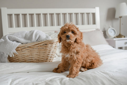 What Makes a Dog Product Truly Premium