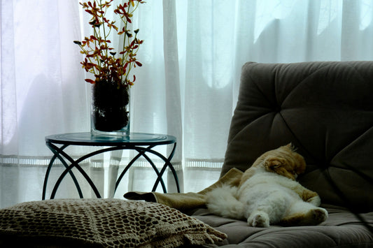 Daily Routines That Make Dogs Feel Safe and Relaxed