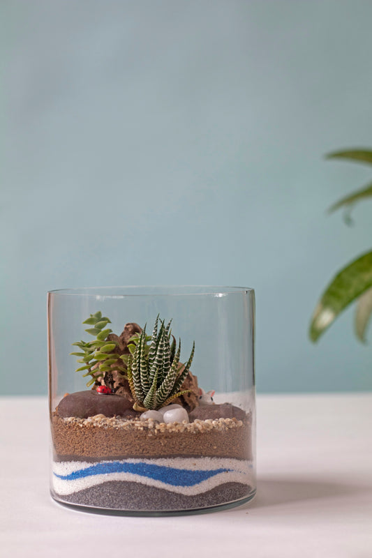 A warmly lit glass terrarium with live plants and textured decor