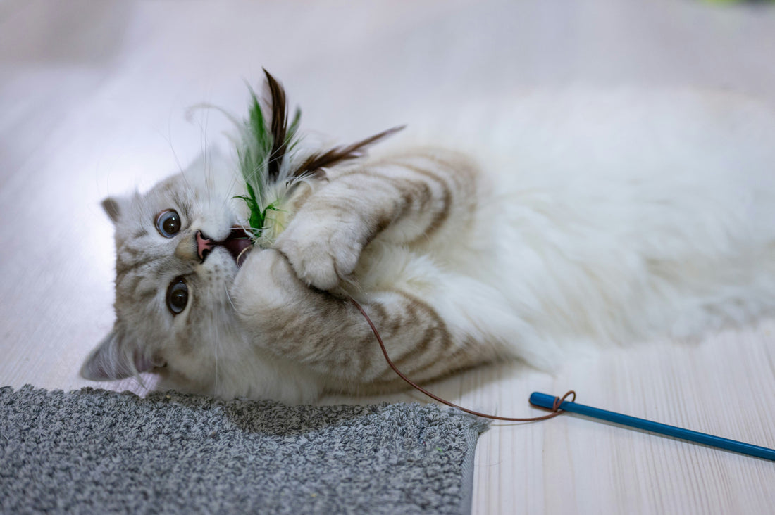 The Science of Grooming Brushes for Cats 🐈🪮