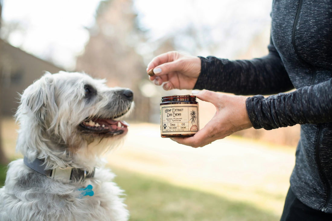 How to Keep Your Pet Happy All Summer