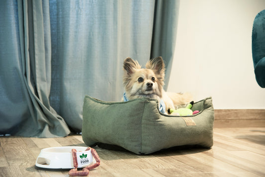 Best Dog Accessories for Active Owners