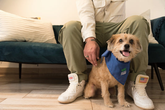 Top Mistakes Dog Owners Make During Walks