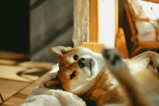 Why Pets Thrive With Consistent Enrichment and Play
