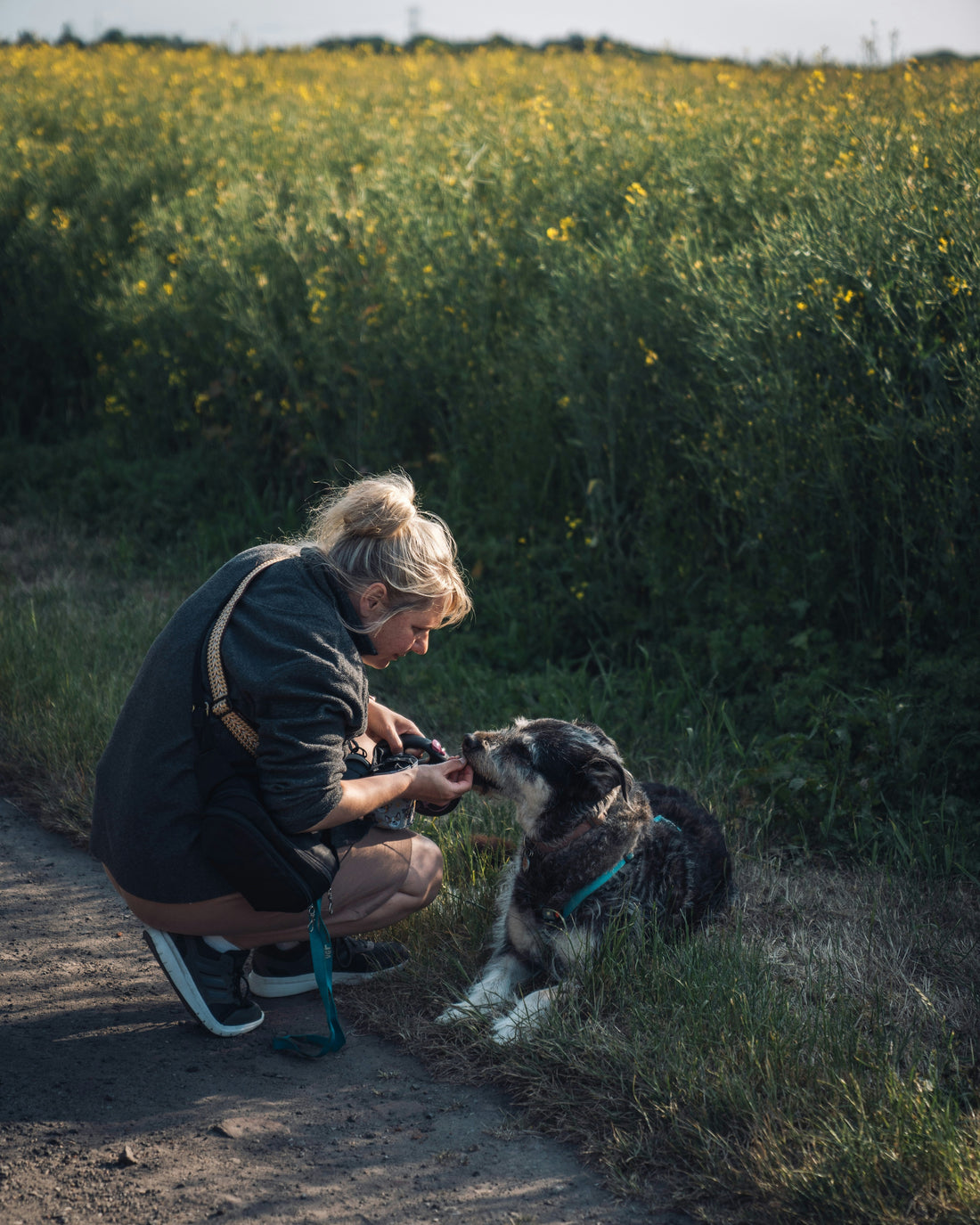 Urban Living Big Love: Raising Happy Dogs in Small Spaces