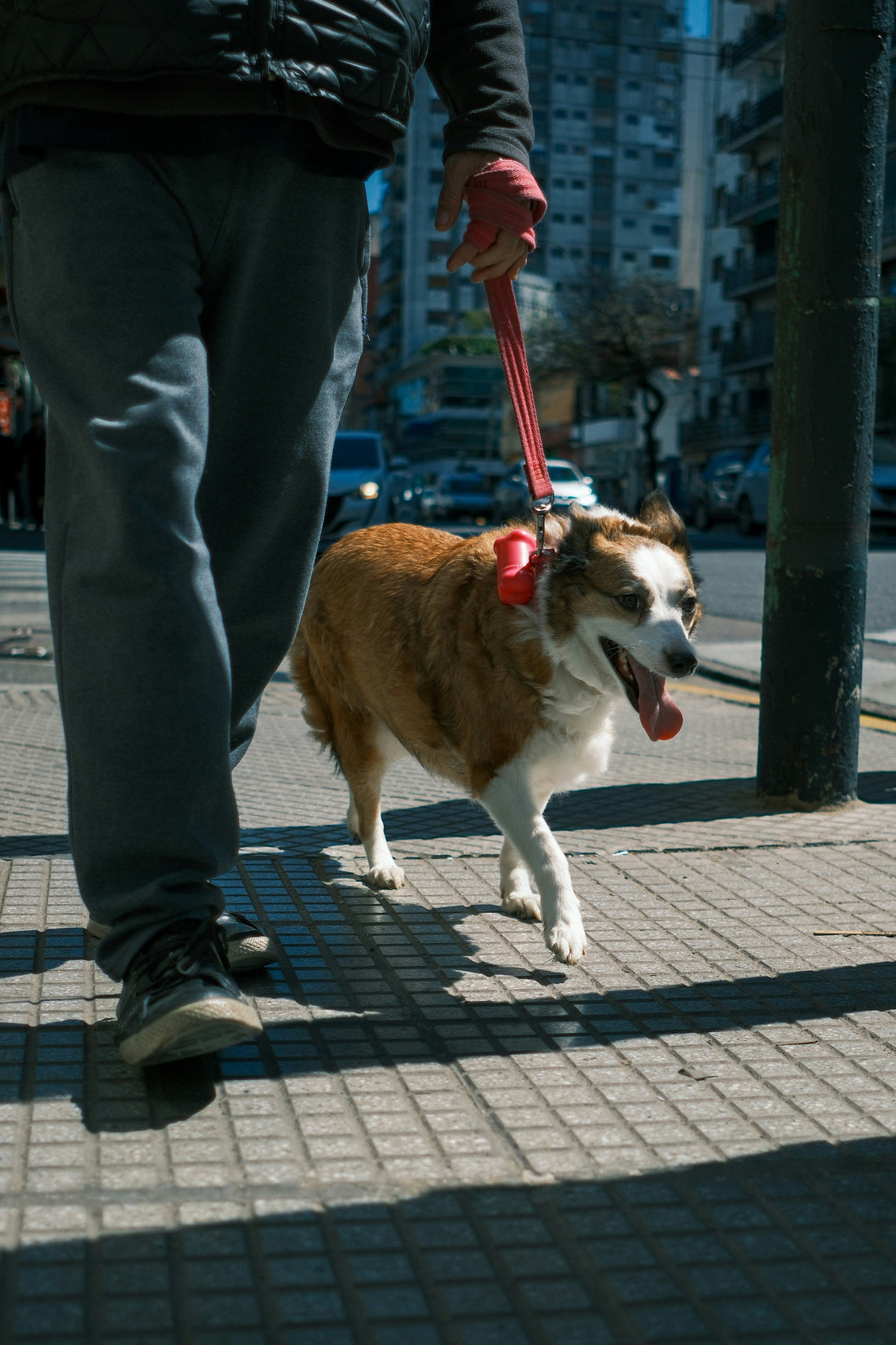 How to Make Walks Less Stressful for You and Your Dog