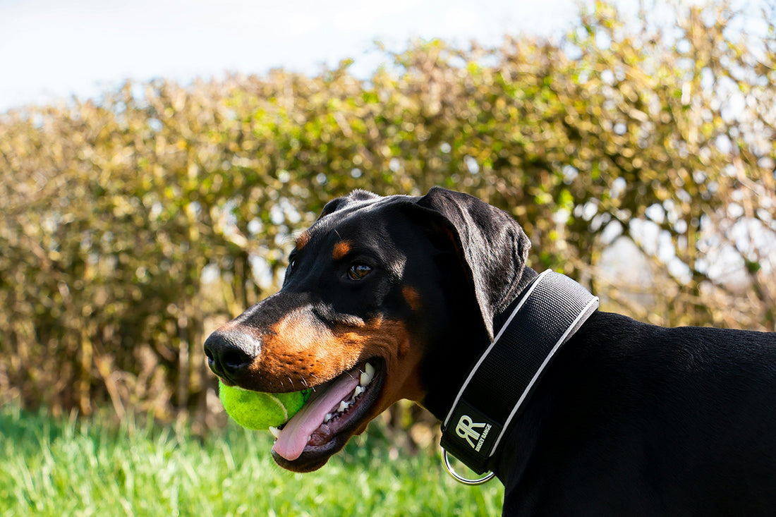 Pet Tech Wearables: Monitoring Health in Real Time 📲🐾