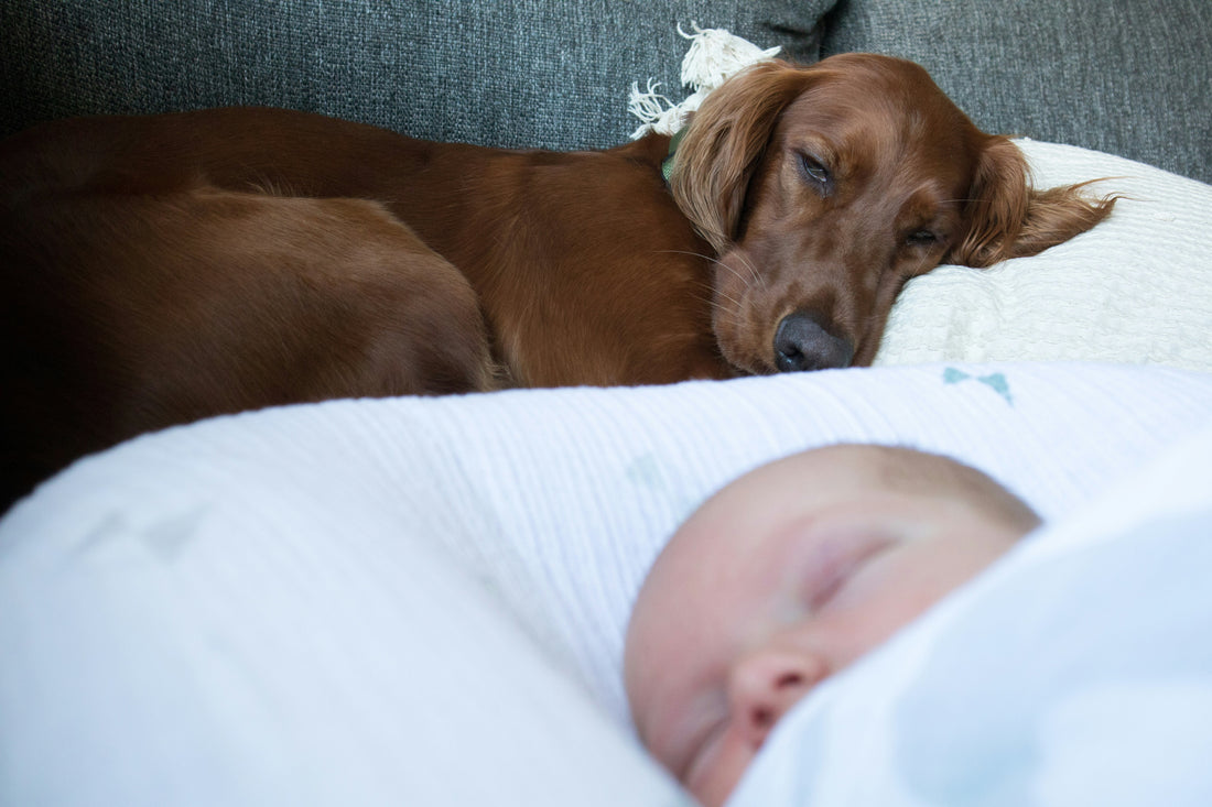2026 Dog Parenting Trends: What Modern Pet Parents Value Most