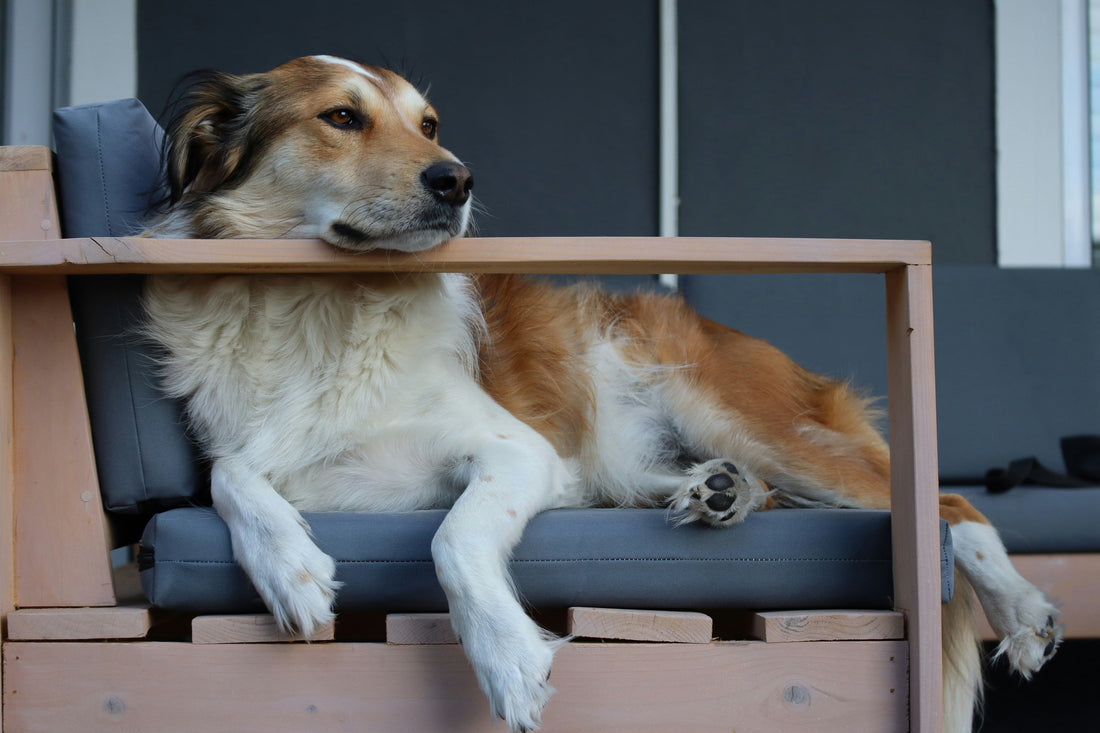 Why Some Dog Beds Lose Shape So Quickly